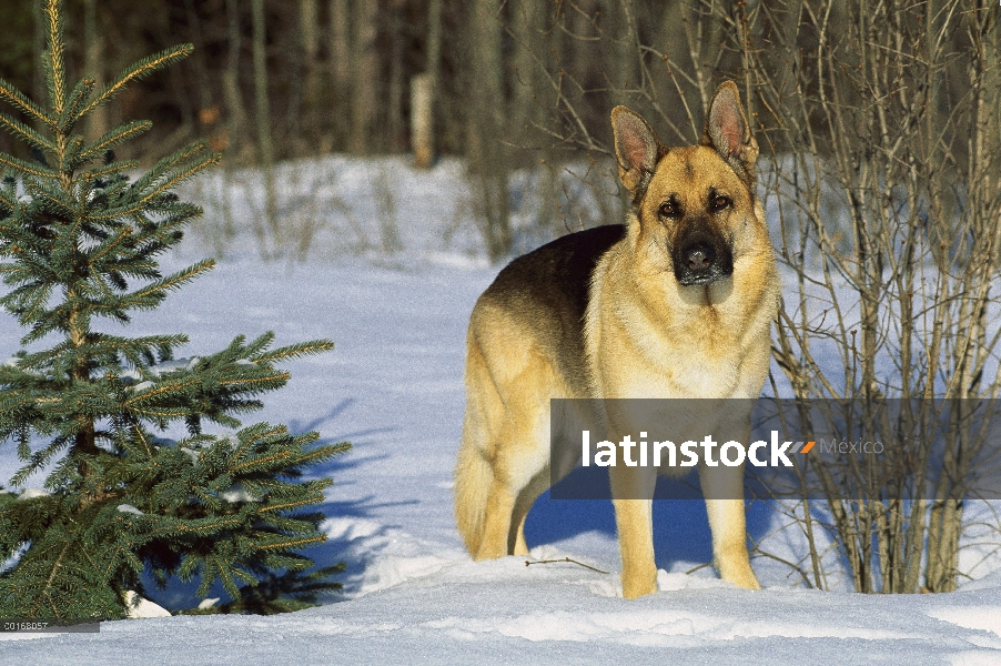 Retrato de pastor alemán (Canis familiaris) de un adulto que está parado en la nieve