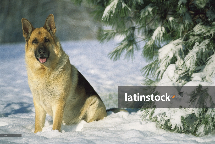 Retrato de pastor alemán (Canis familiaris) de un adulto sentado en la nieve