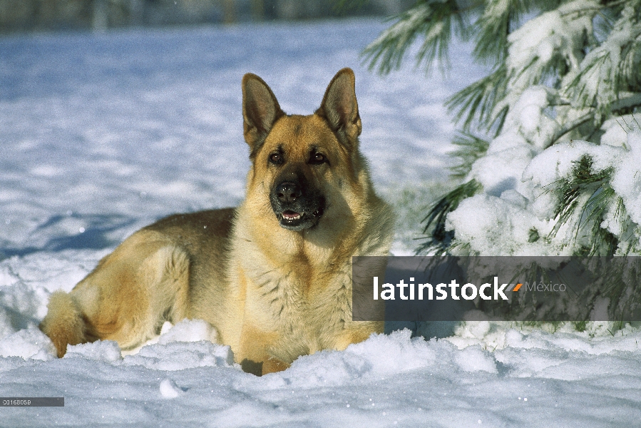 Retrato de pastor alemán (Canis familiaris) de un adulto en la nieve