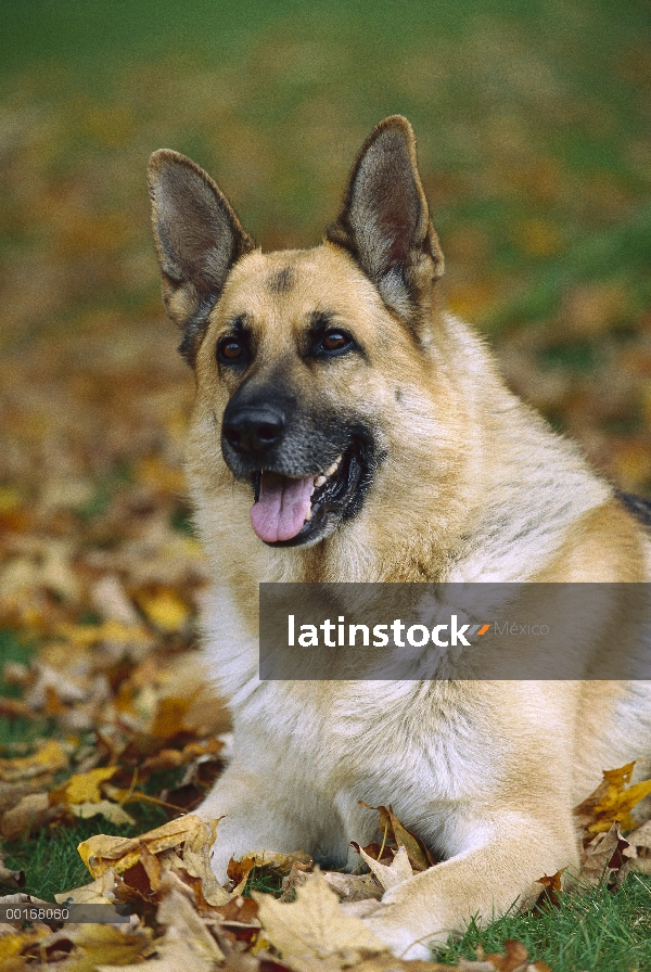 Retrato de pastor alemán (Canis familiaris) de adultos poniendo hierba entre hojas caídas