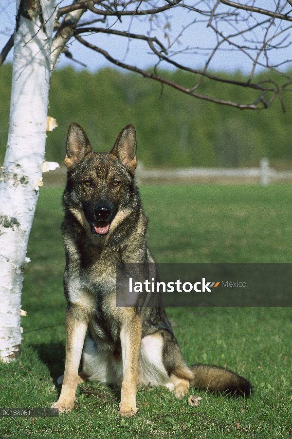 Retrato de pastor alemán (Canis familiaris) de adultos sentarse en el césped de hierba