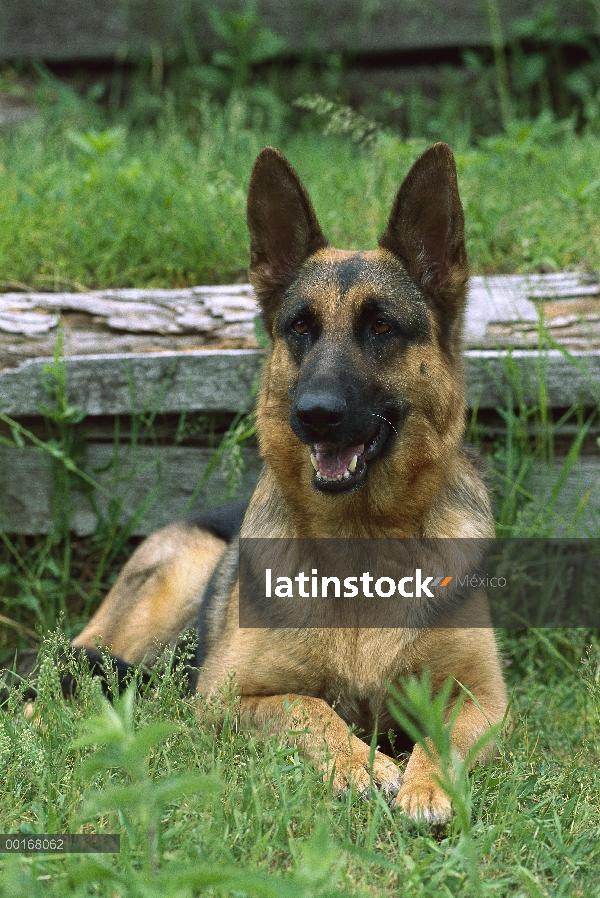 Retrato de pastor alemán (Canis familiaris) de adulto descansando en la hierba verde