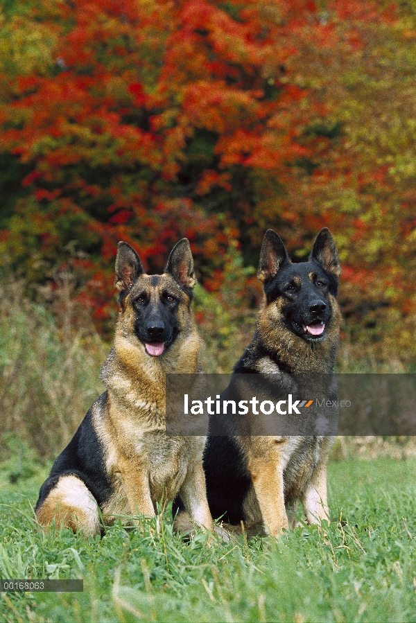 Pastor Alemán (Canis familiaris) retratos de dos adultos sentados en la hierba verde