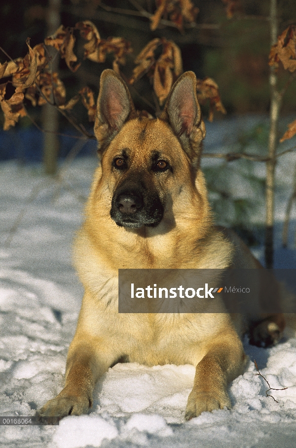 Retrato de pastor alemán (Canis familiaris) de las gallinas adultas en nieve