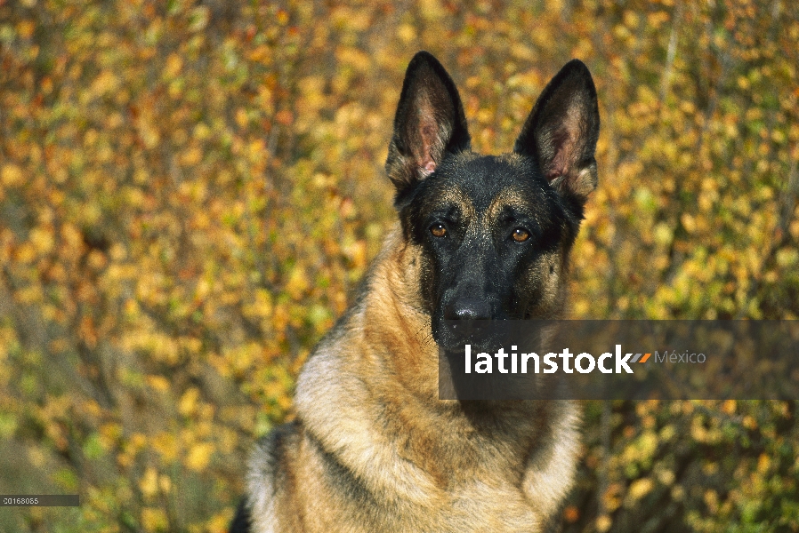 Retrato de pastor alemán (Canis familiaris) de adulto con colores de otoño