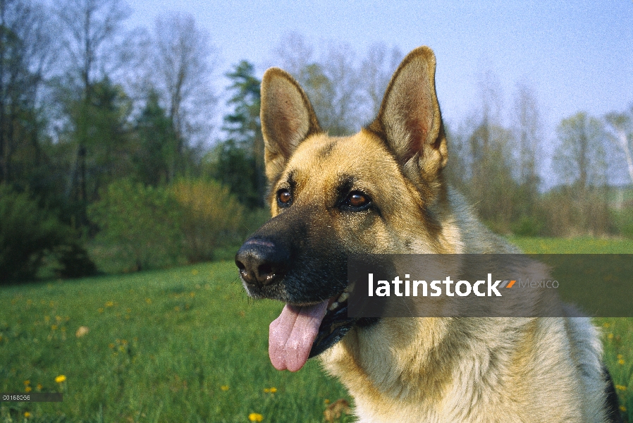 Pastor Alemán (Canis familiaris) primer plano retrato de adulto