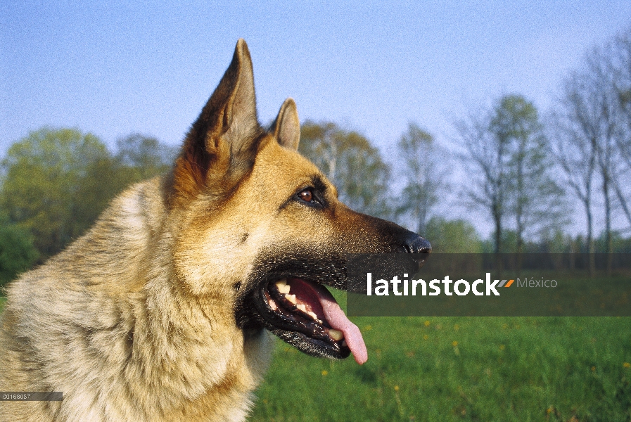 Pastor Alemán (Canis familiaris) primer plano Perfil de adulto