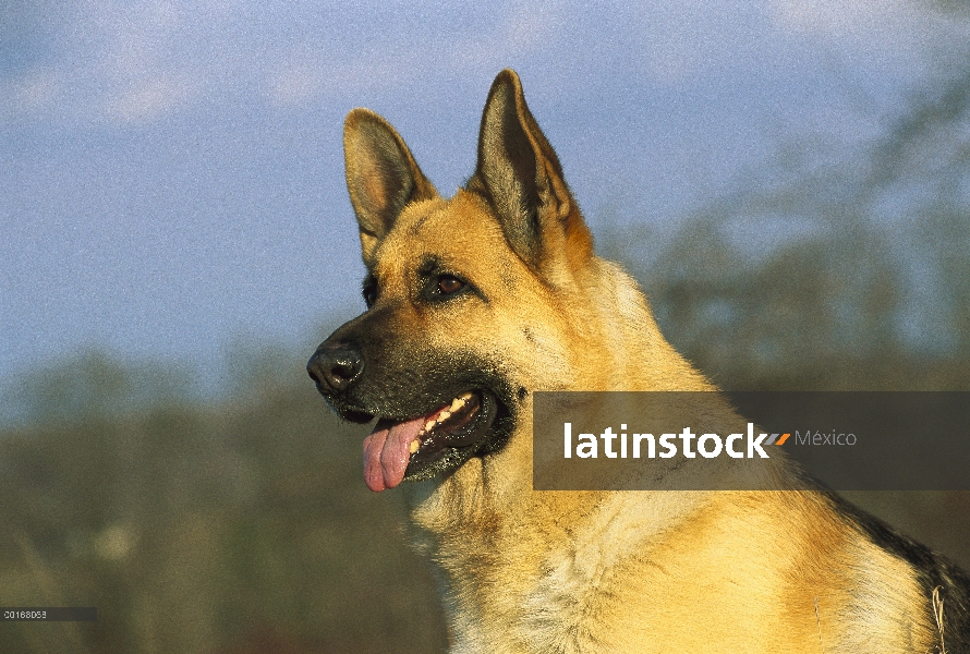 Pastor Alemán (Canis familiaris) primer plano retrato de adulto