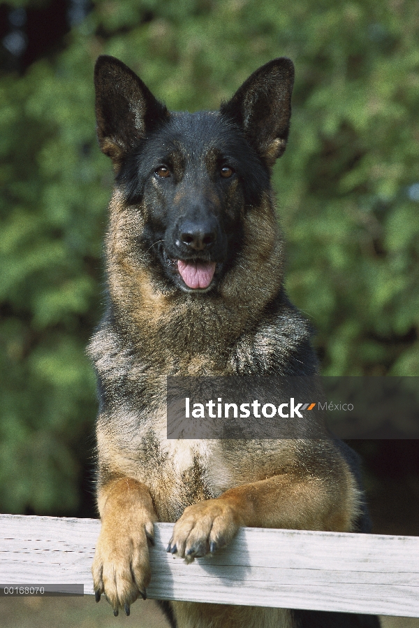 Pastor Alemán (Canis familiaris) pie adulto con las patas delanteras en una valla