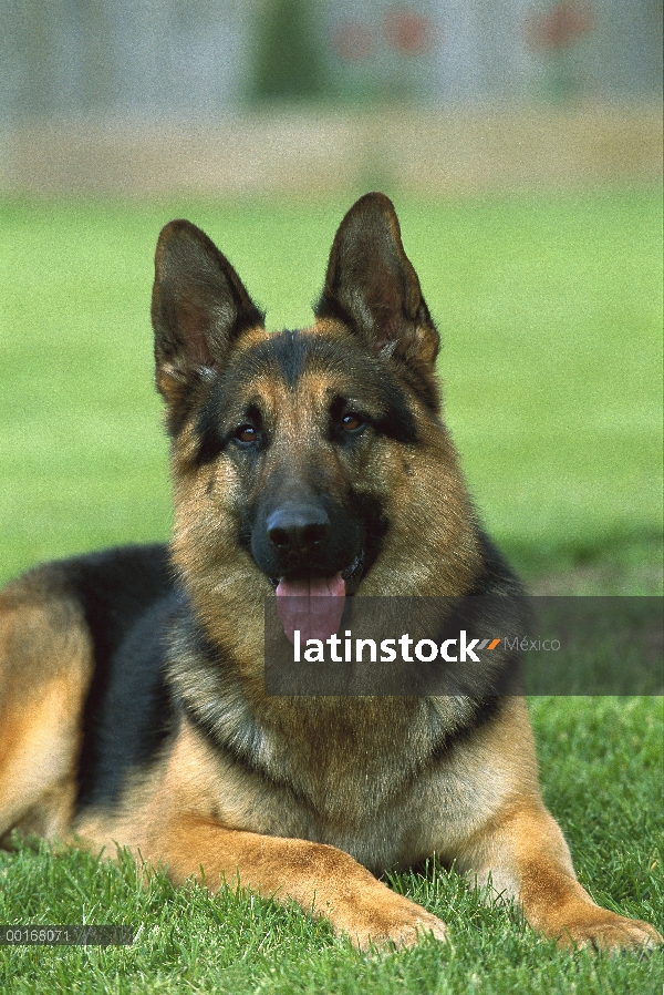 Retrato de pastor alemán (Canis familiaris) de adulto descansando en la hierba verde