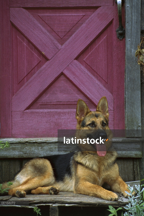 Retrato de pastor alemán (Canis familiaris) de adulto en reposo en puerta