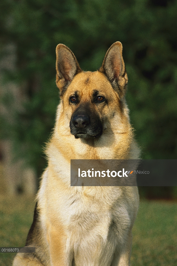 Retrato de adultos de pastor alemán (Canis familiaris)