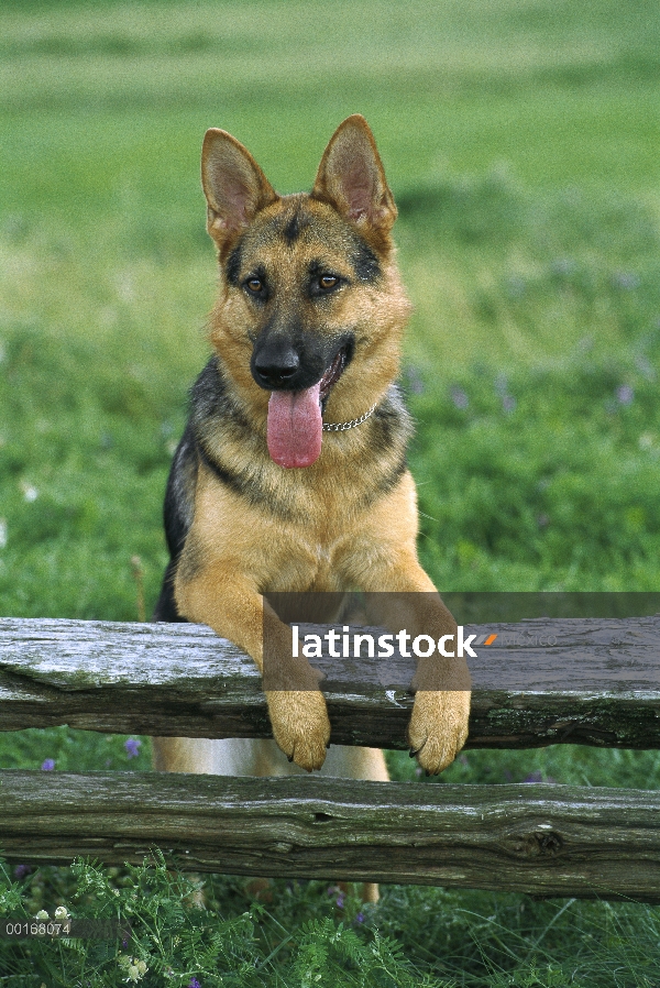 Pastor Alemán (Canis familiaris) pie adulto con las patas delanteras en una valla