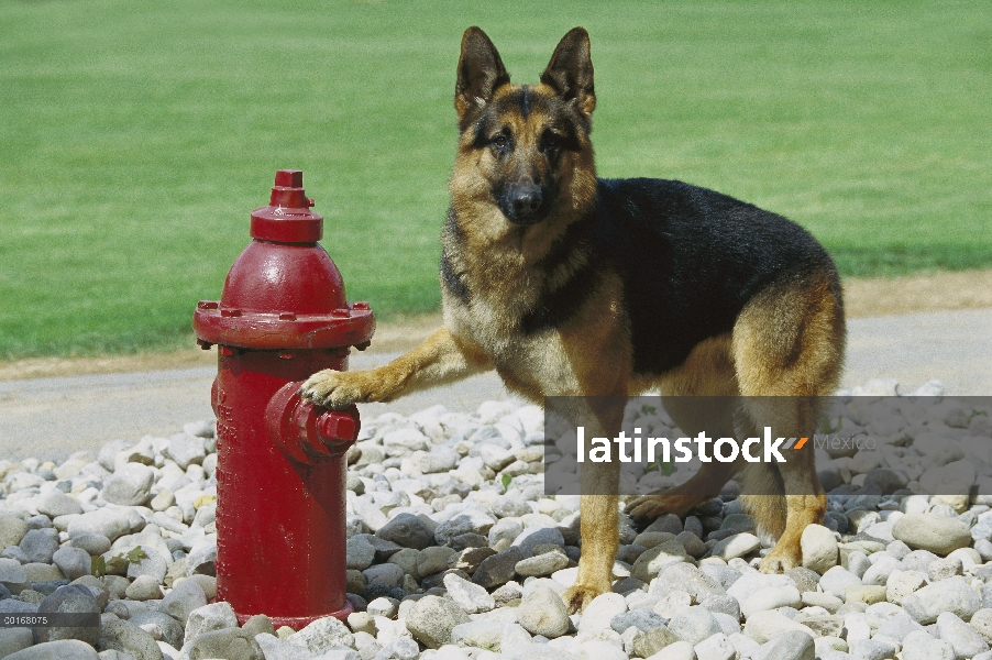 Pie adulto Pastor Alemán (Canis familiaris) con pata en rojo hidrante