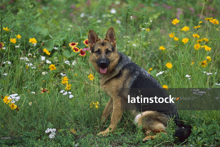 Retrato de pastor alemán (Canis familiaris) de un adulto sentado entre las flores