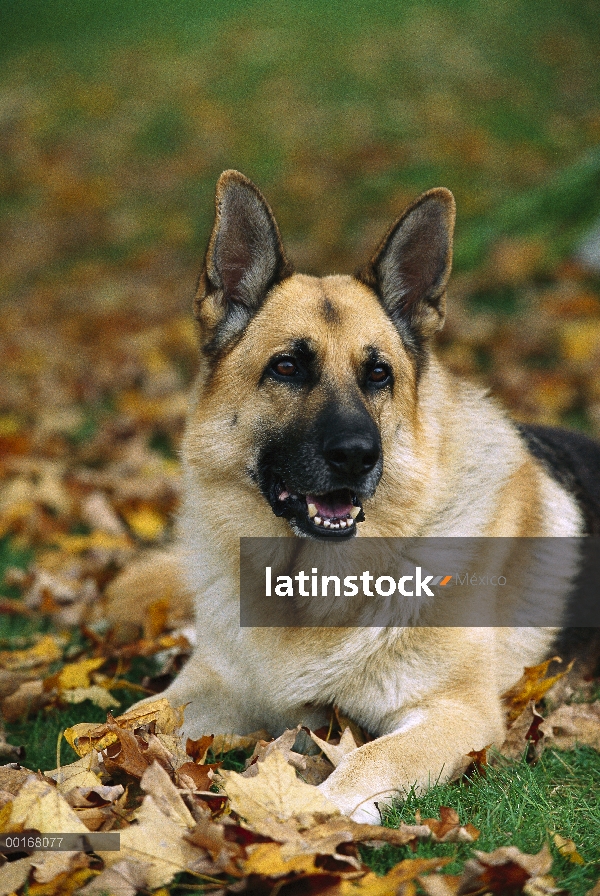 Retrato de pastor alemán (Canis familiaris) de adultos poniendo hierba entre hojas caídas