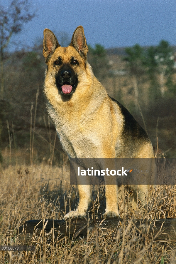 Retrato de pastor alemán (Canis familiaris) de adultos pie en registro entre hierba seca