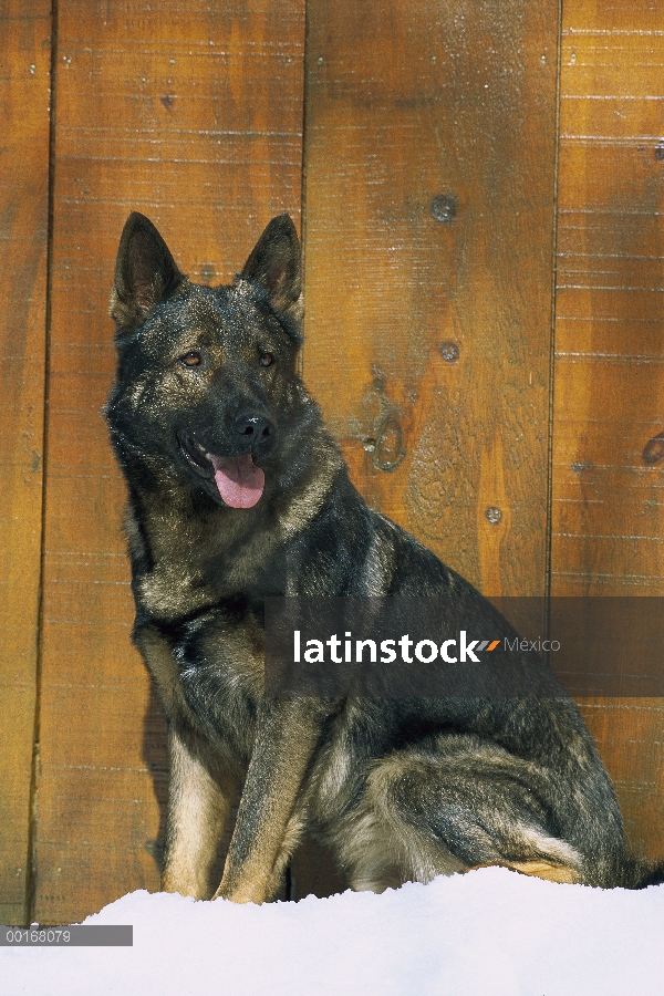 Retrato de pastor alemán (Canis familiaris) de adultos sentarse en la nieve