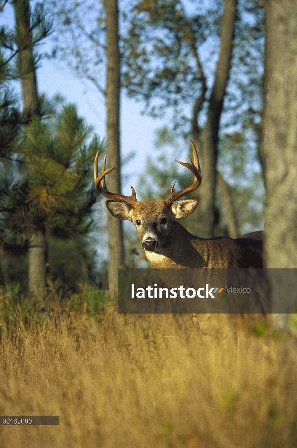 Venado de cola blanca (Odocoileus virginianus) buck peering hacia fuera detrás de un árbol