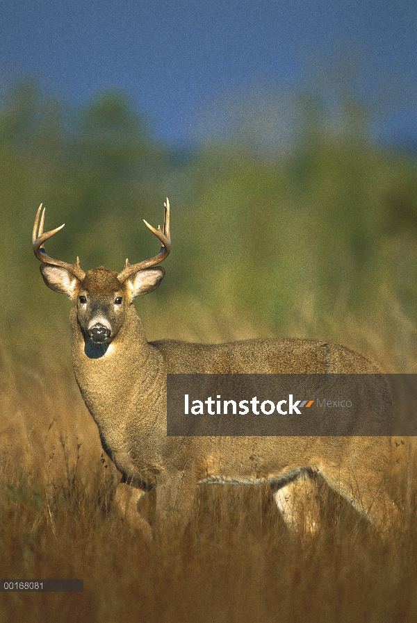 Venado de cola blanca (Odocoileus virginianus) buck pie en pasto