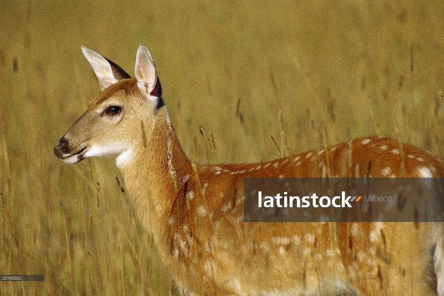 Venado de cola blanca (Odocoileus virginianus) manchado cervatillo pie en pasto