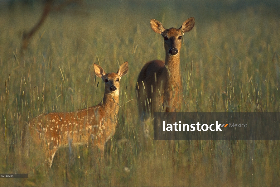 Pérez alerta del venado de cola blanca (Odocoileus virginianus) y fawn en hierba de Prado alto, vera