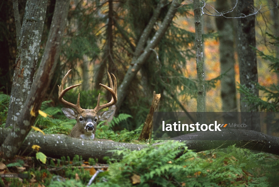 Venado de cola blanca (Odocoileus virginianus) buck grandes cama en el suelo del bosque