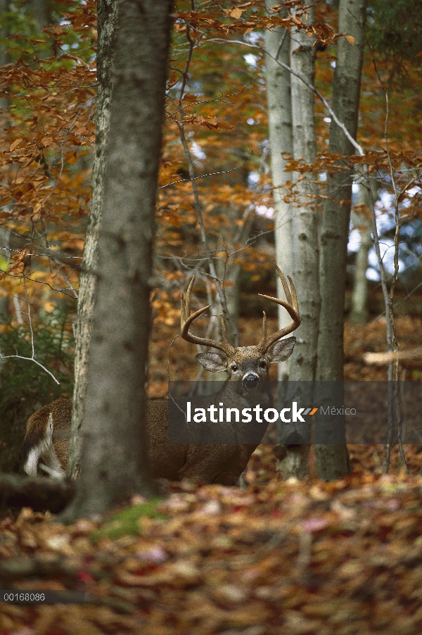 Alerta de pie buck grande venado de cola blanca (Odocoileus virginianus) en otoño de color bosque