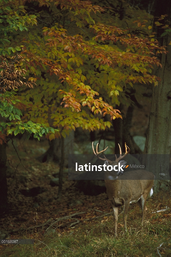 Buck de venado de cola blanca (Odocoileus virginianus) de bosque de otoño