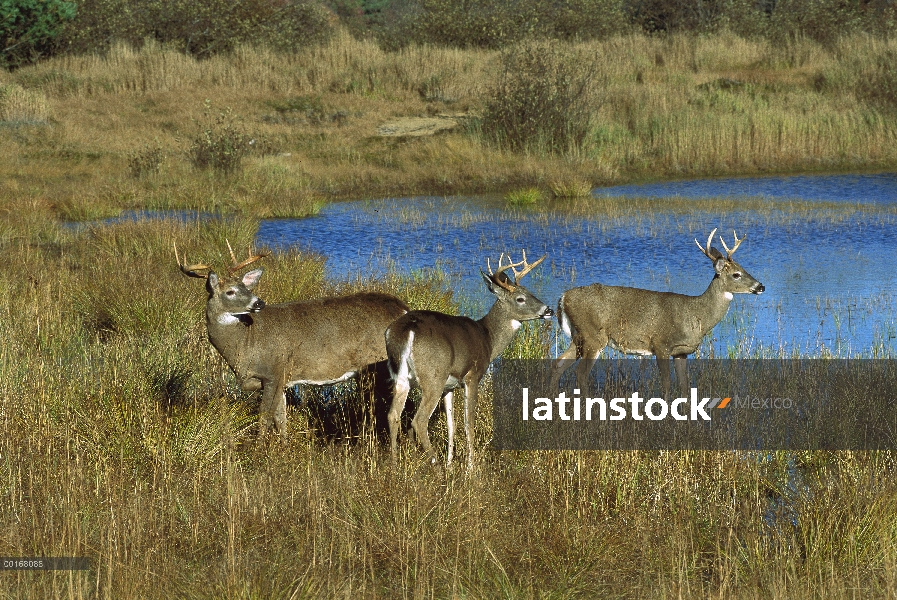 Tres bucks venados de cola blanca (Odocoileus virginianus) en el borde de un estanque