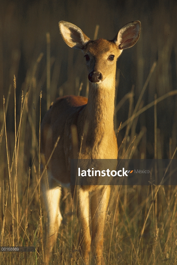 Venado cola blanca (Odocoileus virginianus) alerta fawn de pie en el césped alto y seco en verano ta