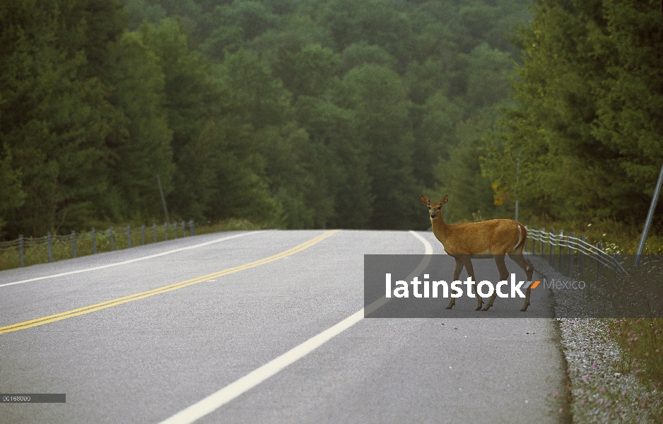 Venado de cola blanca (Odocoileus virginianus) doe a punto de cruzar la carretera