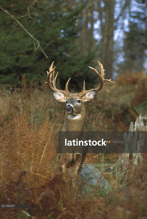 Alerta de pie buck grandes venados de cola blanca (Odocoileus virginianus) en el borde del bosque