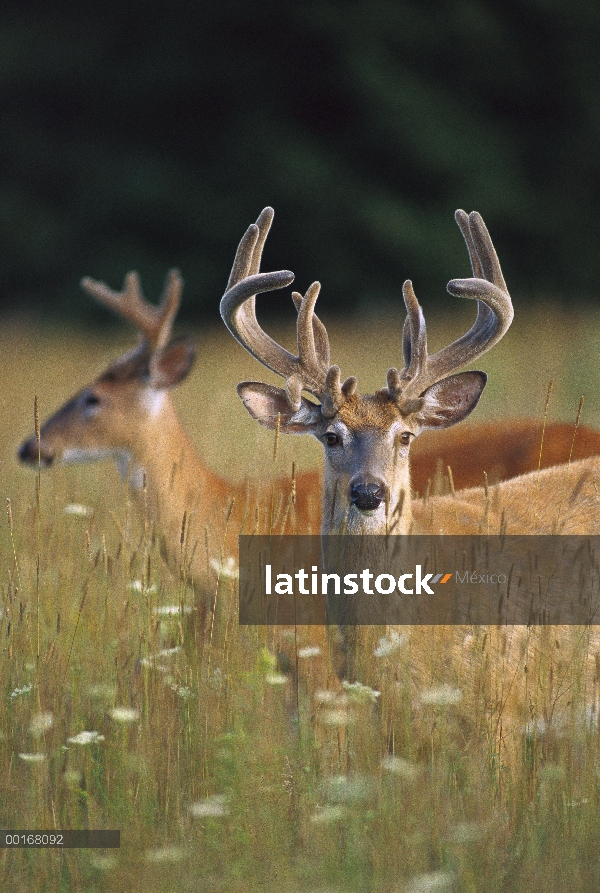 Venado de cola blanca (Odocoileus virginianus) gran buck con terciopelo cornamenta permanente alerta