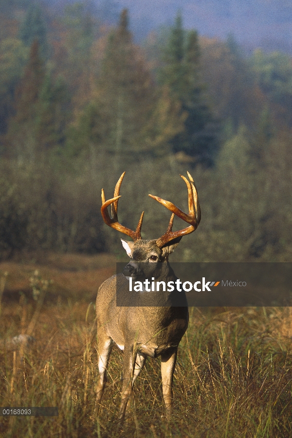 – Venado cola blanca (Odocoileus virginianus) gran buck pie en pradera al borde del bosque en otoño