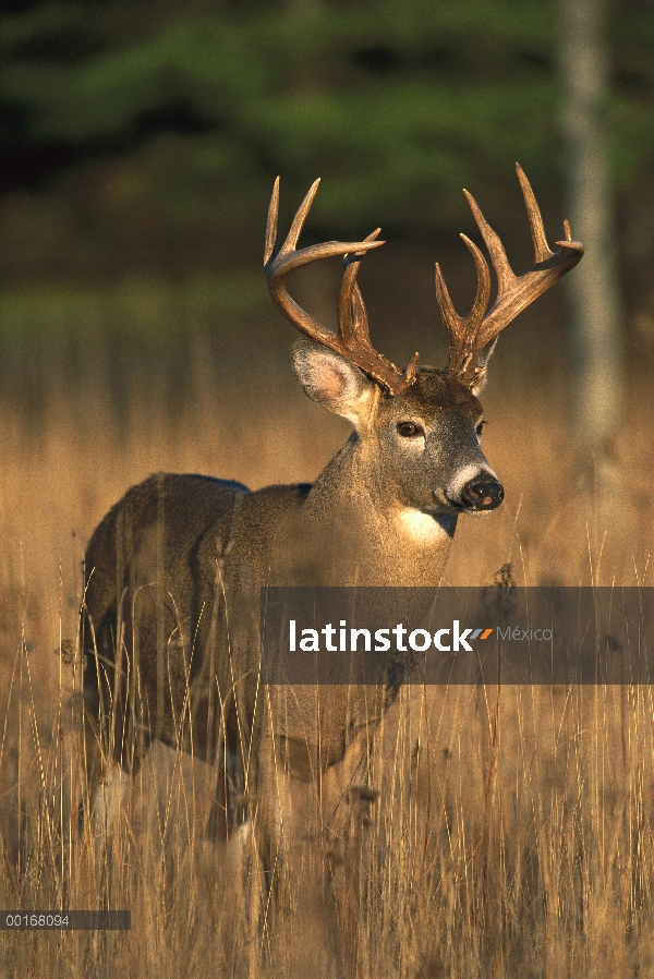 – Venado cola blanca (Odocoileus virginianus) gran buck pie en Prado