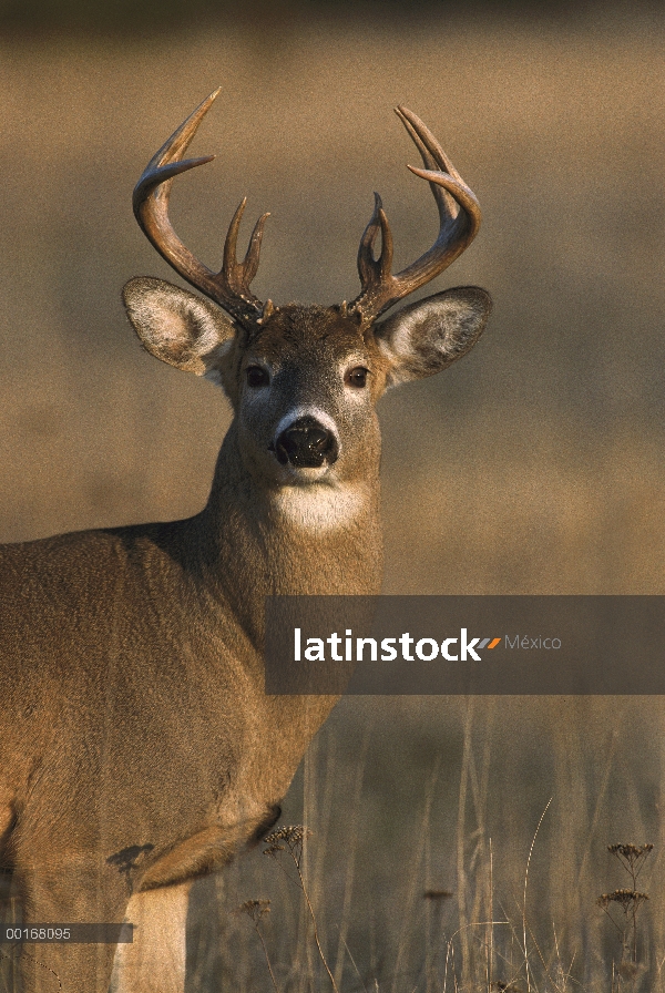 – Venado cola blanca (Odocoileus virginianus) gran buck pie en Prado