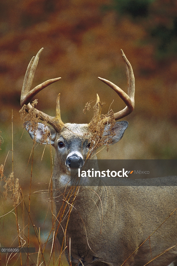 Buck alerta venado de cola blanca (Odocoileus virginianus) con hierba seca enredados en sus astas