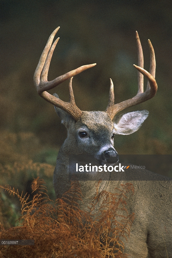 Venado de cola blanca (Odocoileus virginianus) retrato del dinero grande