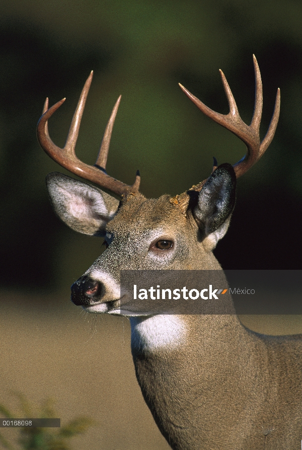 Venado de cola blanca (Odocoileus virginianus) retrato del dinero grande