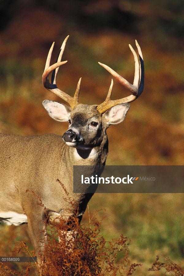 Venado de cola blanca (Odocoileus virginianus) retrato del dinero grande