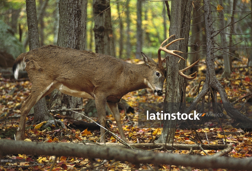 Venado de cola blanca (Odocoileus virginianus) buck frotando sus cuernos en un arbol en el bosque de