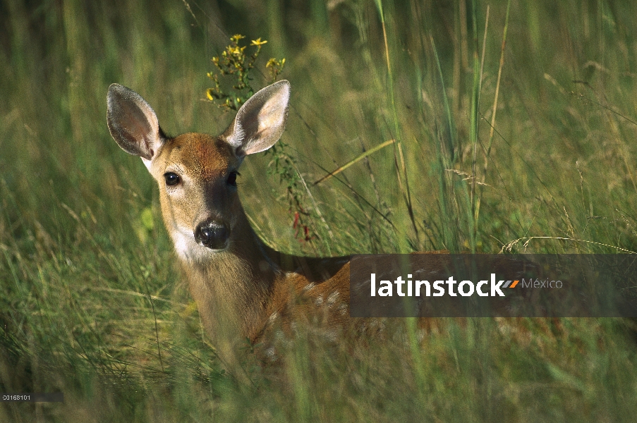 Venado de cola blanca (Odocoileus virginianus) spotted fawn cama en Prado