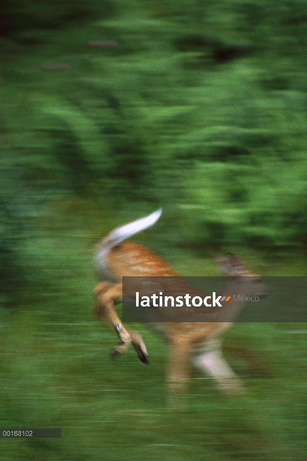 Venado de cola blanca (Odocoileus virginianus) manchado cervatillo delimitador en Prado con cola has