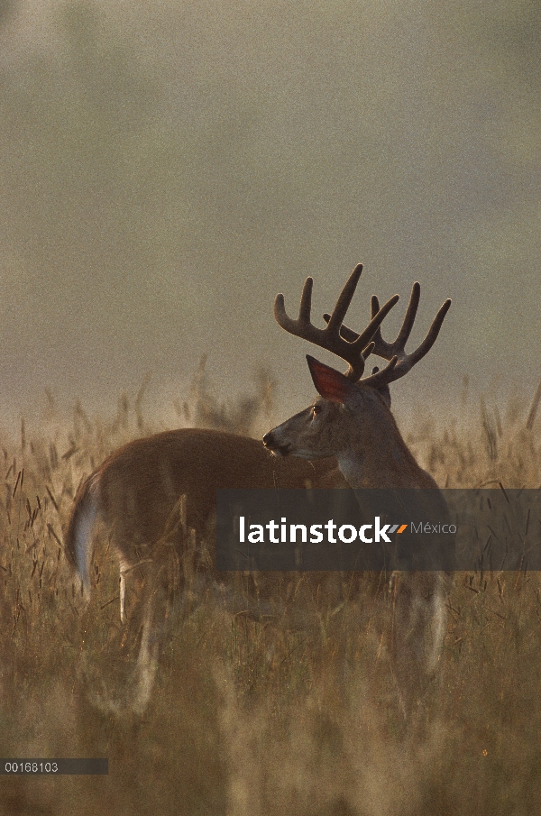 Venado de cola blanca (Odocoileus virginianus) buck grande en pradera brumosa al amanecer