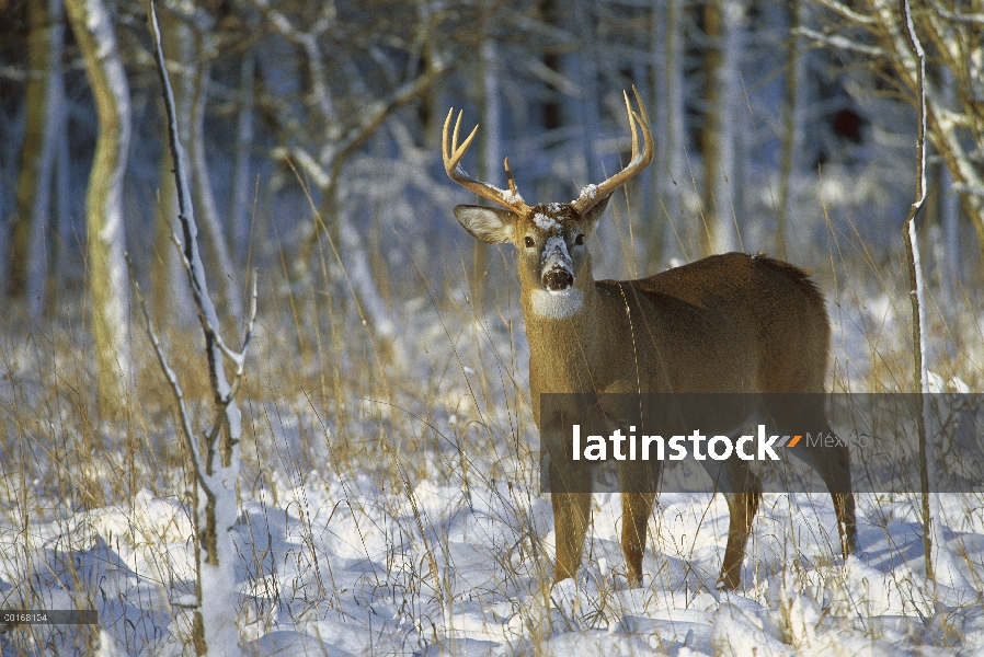 Venado de cola blanca (Odocoileus virginianus) alerta permanente de buck en la nieve