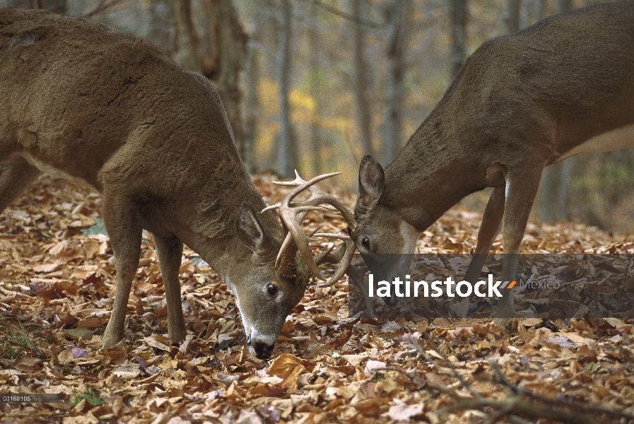 Venado de cola blanca (Odocoileus virginianus) dos bucks sparring en bosque