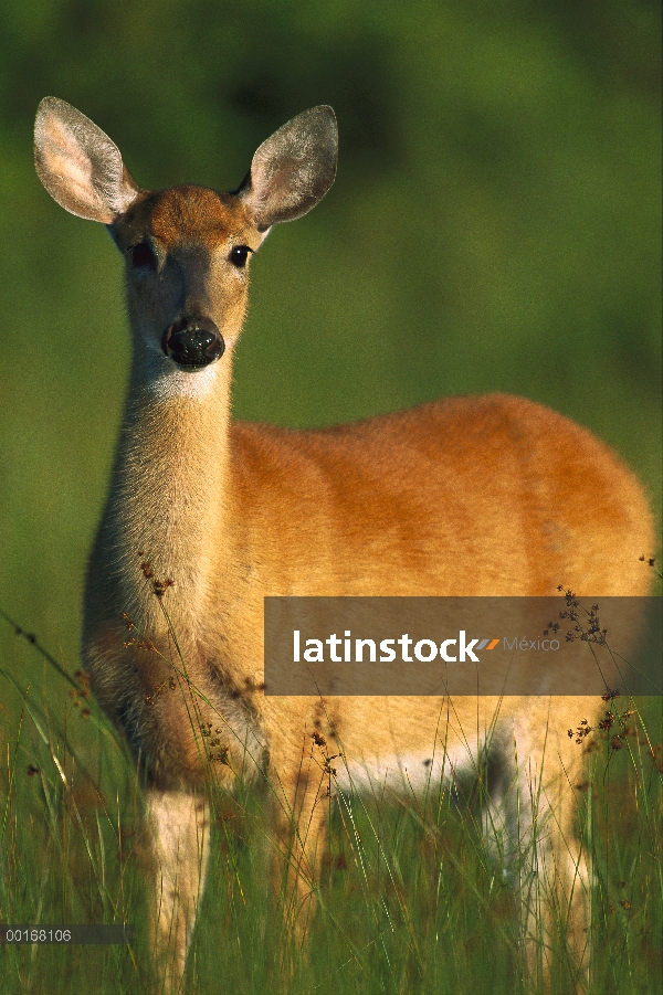 Venado de cola blanca (Odocoileus virginianus) alerta doe en Prado, verano