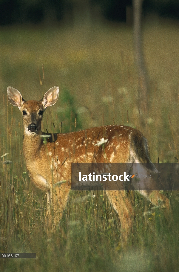 Cervatillo alerta venado de cola blanca (Odocoileus virginianus) en campo del verano