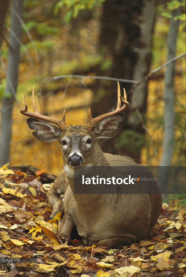 Venado de cola blanca (Odocoileus virginianus) buck cama en el bosque de otoño